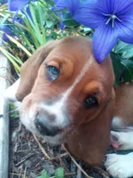 Chief, a male Basset Hound for sale in Denver, IN – 5 of 7