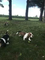 Claire, a female Basset Hound for sale in Denver, IN – 4 of 5
