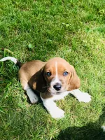 Chief, a male Basset Hound for sale in Denver, IN – 3 of 7