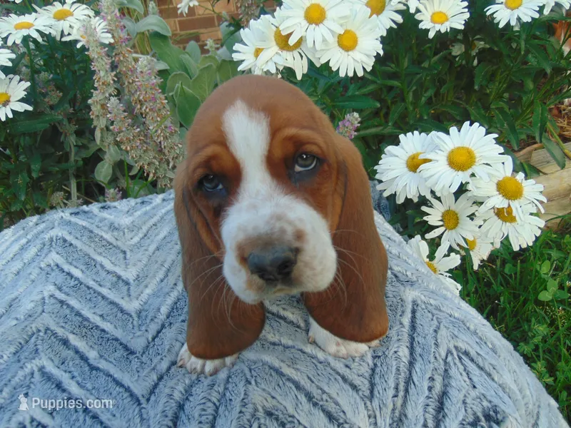 Claire – Basset Hound puppy for sale in Denver, IN