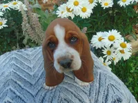 Claire (Sold), a female Basset Hound for sale in Denver, IN – 4 of 10