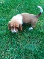 Chief, a male Basset Hound for sale in Denver, IN – 7 of 7