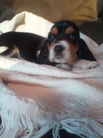 Clyde (On Hold), a male Basset Hound for sale in Denver, IN – 7 of 10