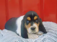 Clyde (On Hold), a male Basset Hound for sale in Denver, IN – 3 of 10