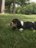 Clyde (On Hold), a male Basset Hound for sale in Denver, IN – 8 of 10