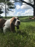 Claire, a female Basset Hound for sale in Denver, IN – 2 of 5