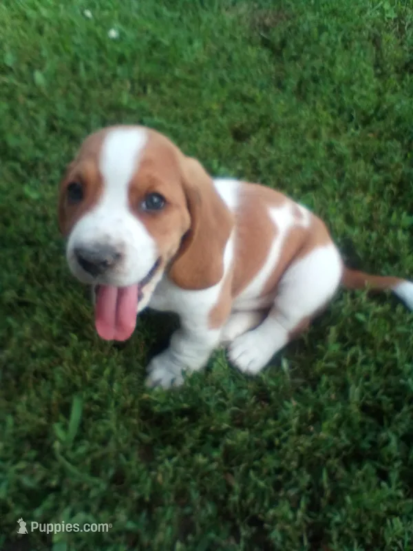 Casper (SOLD) – Basset Hound puppy for sale in Denver, IN