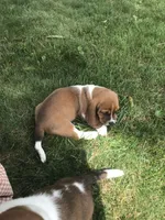 Chief, a male Basset Hound for sale in Denver, IN – 4 of 7