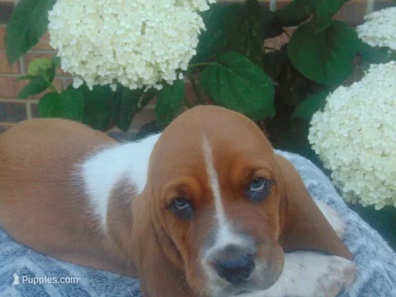 Chief – Basset Hound puppy for sale in Denver, IN