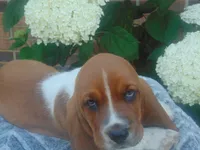 Chief (Sold), a male Basset Hound for sale in Denver, IN – 3 of 9