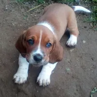Chief, a male Basset Hound for sale in Denver, IN – 2 of 7