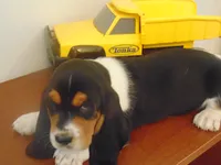 Clyde (On Hold), a male Basset Hound for sale in Denver, IN – 4 of 10