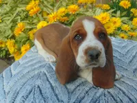 Claire (Sold), a female Basset Hound for sale in Denver, IN – 3 of 10