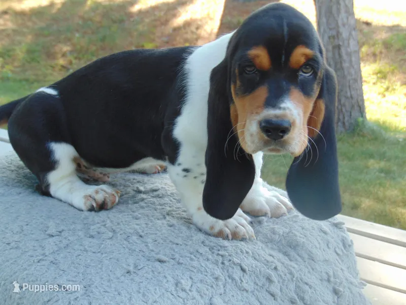 Clyde  – Basset Hound puppy for sale in Denver, IN