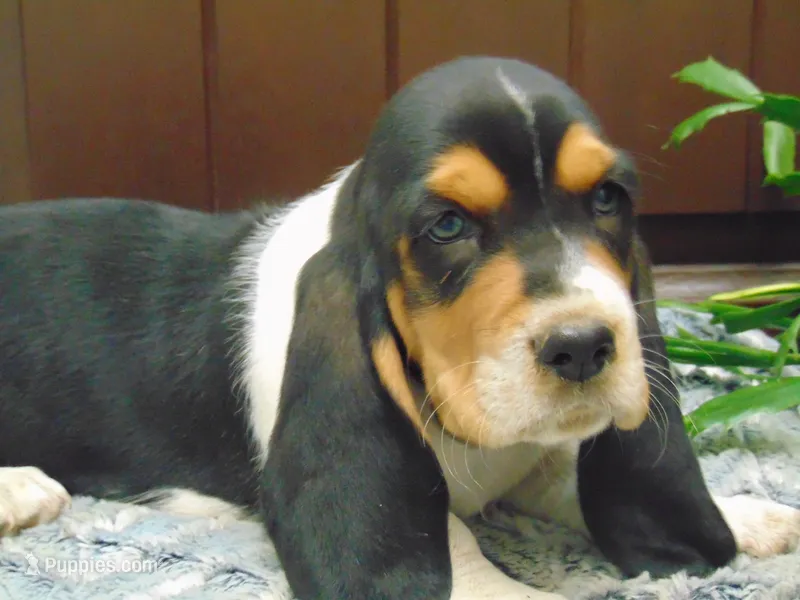 Clyde – Basset Hound puppy for sale in Denver, IN