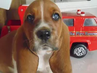 Chief (Sold), a male Basset Hound for sale in Denver, IN – 1 of 9