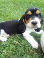 Clyde (On Hold), a male Basset Hound for sale in Denver, IN – 5 of 10