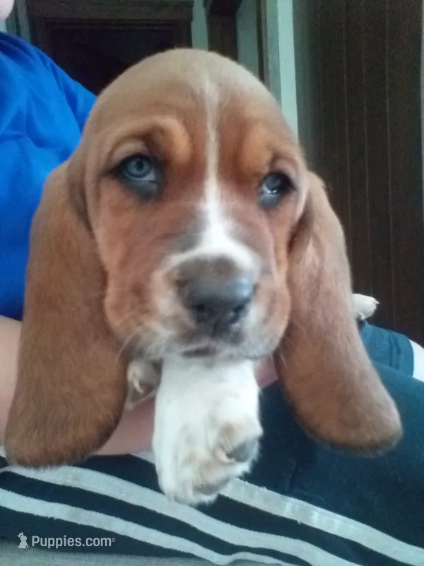 Chief – Basset Hound puppy for sale in Denver, IN
