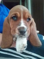 Chief, a male Basset Hound for sale in Denver, IN – 1 of 7