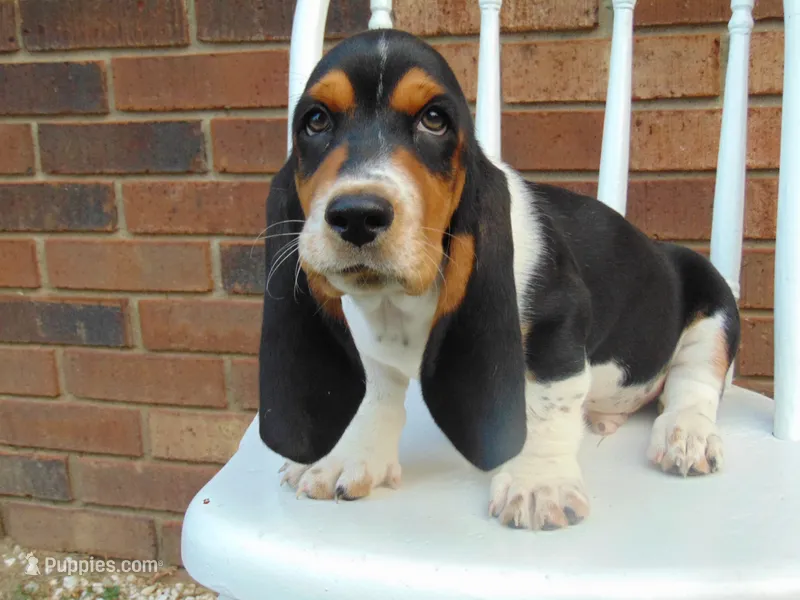 Clyde  – Basset Hound puppy for sale in Denver, IN