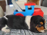 Clyde (On Hold), a male Basset Hound for sale in Denver, IN – 10 of 10