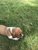 Chief, a male Basset Hound for sale in Denver, IN – 6 of 7