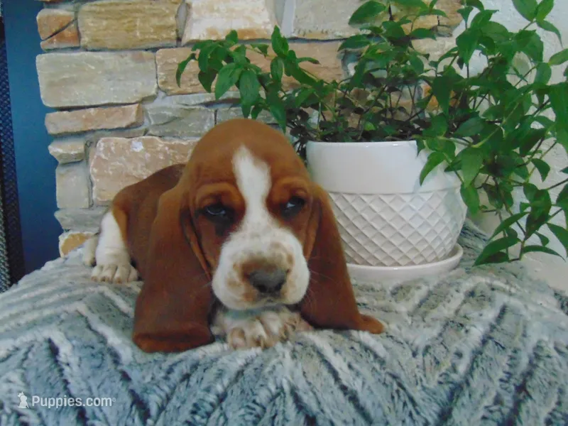 Claire – Basset Hound puppy for sale in Denver, IN