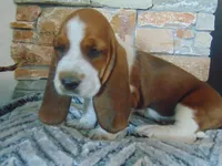 Claire (Sold), a female Basset Hound for sale in Denver, IN – 5 of 10