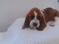Claire (Sold), a female Basset Hound for sale in Denver, IN – 6 of 10