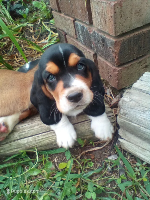 Clyde – Basset Hound puppy for sale in Denver, IN