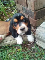 Clyde (On Hold), a male Basset Hound for sale in Denver, IN – 6 of 10