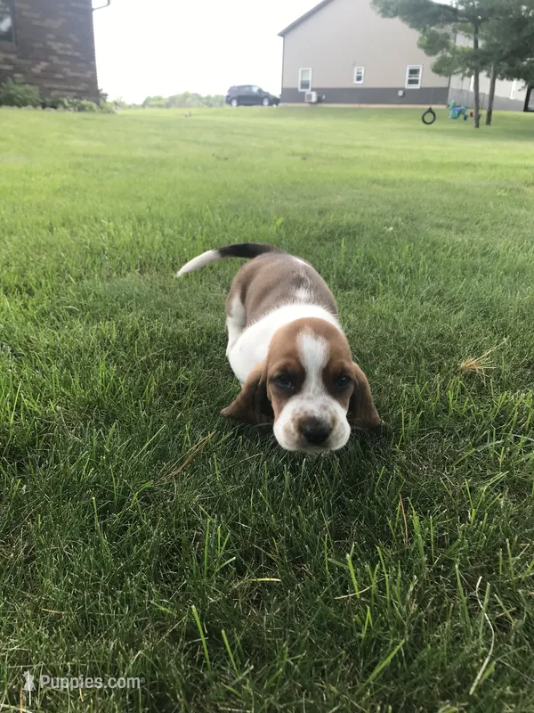 Claire – Basset Hound puppy for sale in Denver, IN
