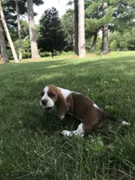 Claire, a female Basset Hound for sale in Denver, IN – 5 of 5