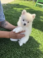Dash, a male Pomeranian for sale in Norwalk, CA – 4 of 7
