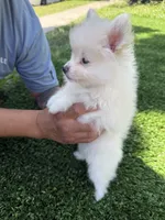 BonBon, a male Pomeranian for sale in Norwalk, CA – 3 of 7