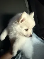 BonBon, a male Pomeranian for sale in Norwalk, CA – 2 of 7