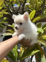 BonBon, a male Pomeranian for sale in Norwalk, CA – 4 of 7