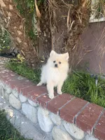 Charlie, a male Pomeranian for sale in Norwalk, CA – 2 of 3