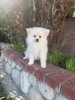 Rick, a male Pomeranian for sale in Norwalk, CA – 3 of 3
