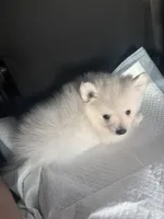 BonBon, a male Pomeranian for sale in Norwalk, CA – 6 of 7