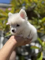 Dash, a male Pomeranian for sale in Norwalk, CA – 3 of 7