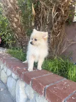 Charlie, a male Pomeranian for sale in Norwalk, CA – 3 of 3