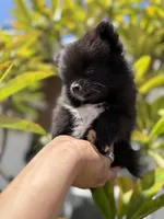 Coco, a female Pomeranian for sale in Norwalk, CA – 3 of 4