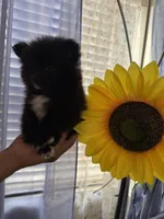 Coco, a female Pomeranian for sale in Norwalk, CA – 2 of 4