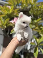 Dash, a male Pomeranian for sale in Norwalk, CA – 6 of 7