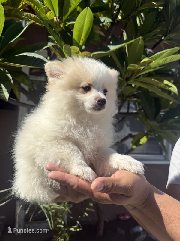 Luca, a male Pomeranian for sale in Norwalk, CA – 1 of 3