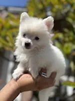 Dash, a male Pomeranian for sale in Norwalk, CA – 2 of 7