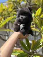Coco, a female Pomeranian for sale in Norwalk, CA – 1 of 4