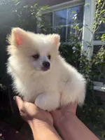 Luca, a male Pomeranian for sale in Norwalk, CA – 3 of 3