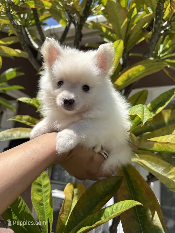 BonBon – Pomeranian puppy for sale in Norwalk, CA